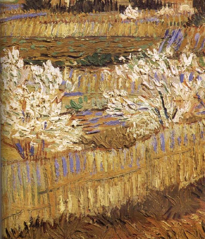 Vincent Van Gogh Detail of blooming peach china oil painting image